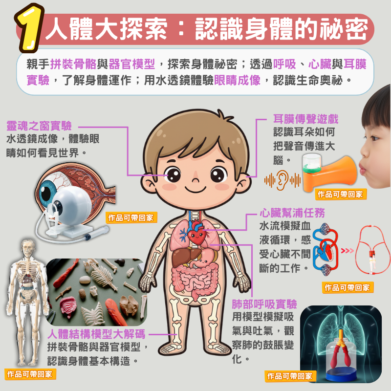 人體大探索｜孩子認識身體奧祕的科學實驗活動